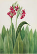 Primevère Primula parryi - Mary Vaux Walcott — ingelijst kunstwerk aan de muur