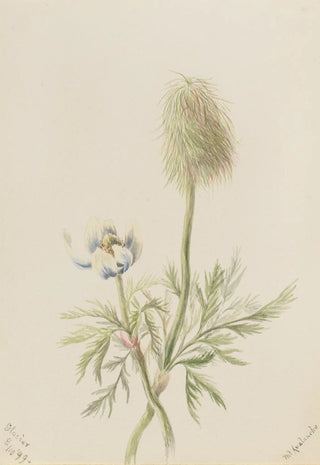 Mary Vaux Walcott - Pulsatilla occidentalis.webp