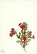 Mimule violette Mimulus bigelovii - Mary Vaux Walcott — weergave van het kunstwerk