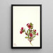 Mimule violette Mimulus bigelovii - Mary Vaux Walcott — ingelijst kunstwerk aan de muur