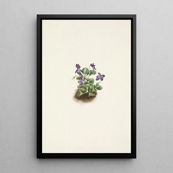 Mary Vaux Walcott - Purple Mountain Violet Viola adunca.webp