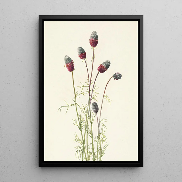 Mary Vaux Walcott - Purple Prairieclover Petalostemon purpureum.webp
