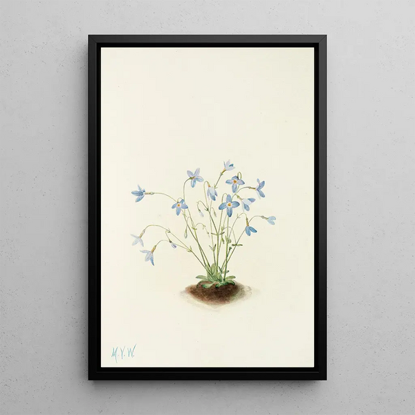 Mary Vaux Walcott - Quakerladies Houstonia caerulea.webp