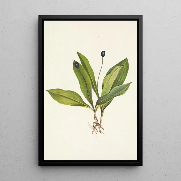 Mary Vaux Walcott - Queencup fruit Clintonia uniflora.webp