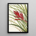 Tillandsia fasciculée - Mary Vaux Walcott — ingelijst kunstwerk aan de muur