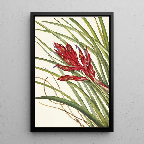 Mary Vaux Walcott - Quillleaf Tillandsia Pillandsia fasciculata.webp