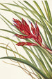 Tillandsia fasciculée - Mary Vaux Walcott — weergave van het kunstwerk