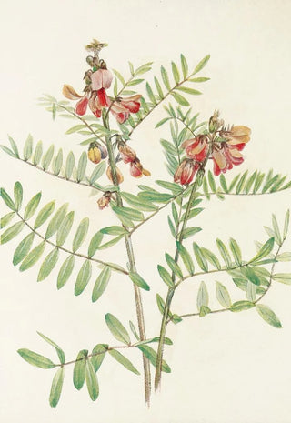 Mary Vaux Walcott - Rabbitbean Cracca virginiana.webp