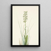 Orchis lacéré - Mary Vaux Walcott — ingelijst kunstwerk aan de muur