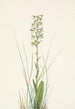 Orchis lacéré - Mary Vaux Walcott — weergave van het kunstwerk
