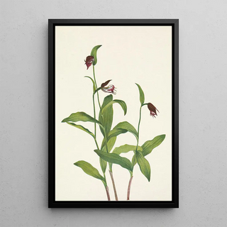 Mary Vaux Walcott - Ramshead Ladyslipper Cypripedium arietinum.webp