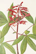 Marronnier rouge - Mary Vaux Walcott — weergave van het kunstwerk