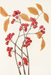 Fruit d'aronie rouge - Mary Vaux Walcott — weergave van het kunstwerk