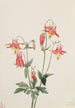 Ancolie rouge - Mary Vaux Walcott — weergave van het kunstwerk