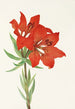 Lys rood - Mary Vaux Walcott — weergave van het kunstwerk