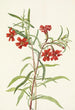 Mimule rouge - Mary Vaux Walcott — weergave van het kunstwerk