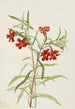 Mimule rouge - Mary Vaux Walcott — weergave van het kunstwerk