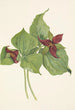 Trille rouge - Mary Vaux Walcott — weergave van het kunstwerk
