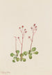 Saxifrage à tige rouge - Mary Vaux Walcott — weergave van het kunstwerk