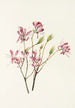 Rhodora canadien - Mary Vaux Walcott — weergave van het kunstwerk