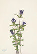 Gentiane des rives Gentiana affinis - Mary Vaux Walcott — weergave van het kunstwerk