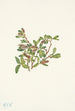 Salix petrophila - Mary Vaux Walcott — weergave van het kunstwerk