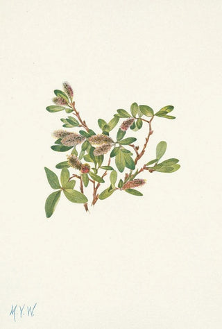 Mary Vaux Walcott - Rock Willow Salix petrophila.webp
