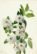 Saule des rochers Salix vestita - Mary Vaux Walcott — weergave van het kunstwerk