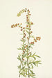 Armoise des rochers Artemisia discolor - Mary Vaux Walcott — weergave van het kunstwerk