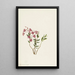 Kalmia des montagnes Rocheuses - Mary Vaux Walcott — ingelijst kunstwerk aan de muur