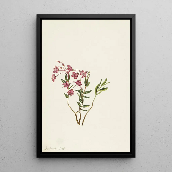 Mary Vaux Walcott - Rocky Mountain Kalmia.webp