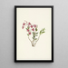 Kalmia des montagnes Rocheuses Kalmia microphylla - Mary Vaux Walcott — ingelijst kunstwerk aan de muur