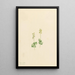 Twayblade des montagnes Rocheuses Ophrys necrophylla - Mary Vaux Walcott — ingelijst kunstwerk aan de muur
