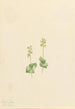Twayblade des montagnes Rocheuses Ophrys necrophylla - Mary Vaux Walcott — weergave van het kunstwerk