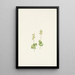 Twayblade des montagnes Rocheuses Ophrys nephrophylla - Mary Vaux Walcott — ingelijst kunstwerk aan de muur