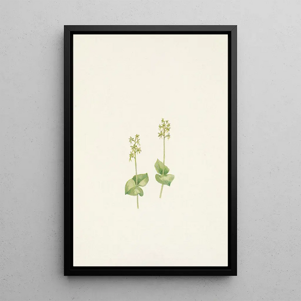 Mary Vaux Walcott - Rocky Mountain Twayblade Ophrys nephrophylla.webp