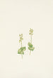 Twayblade des montagnes Rocheuses Ophrys nephrophylla - Mary Vaux Walcott — weergave van het kunstwerk