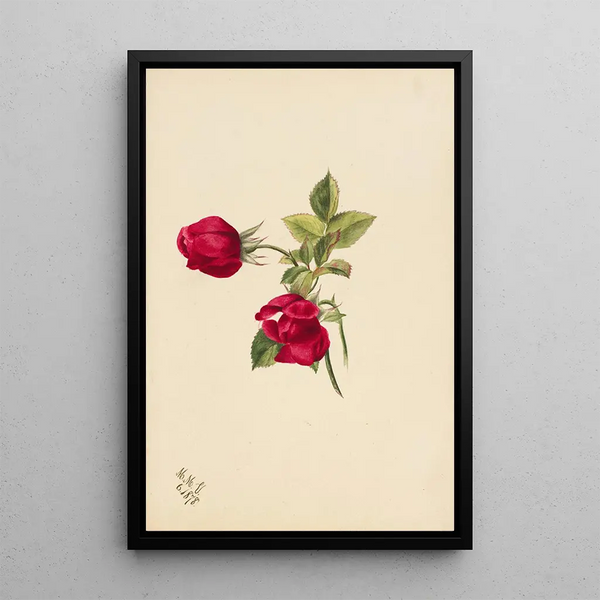 Mary Vaux Walcott - Rose.webp