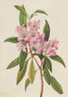 Rhododendron RoseBay Rhododendron carolinianum - Mary Vaux Walcott — weergave van het kunstwerk