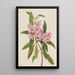 Rhododendron RoseBay Rhododendron carolinianum - Mary Vaux Walcott — ingelijst kunstwerk aan de muur