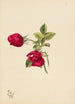 Rose - Mary Vaux Walcott — weergave van het kunstwerk