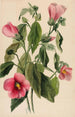Gentiane rose Sabbatia angularis - Mary Vaux Walcott — weergave van het kunstwerk