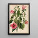 Gentiane rose Sabbatia angularis - Mary Vaux Walcott — ingelijst kunstwerk aan de muur