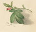Rosebud - Mary Vaux Walcott — weergave van het kunstwerk