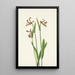 Orchidée bouton de rose Pogonia divaricata - Mary Vaux Walcott — ingelijst kunstwerk aan de muur
