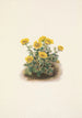 Potentille en rosette Potentilia uniflora - Mary Vaux Walcott — weergave van het kunstwerk