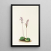 Orchis à feuilles rondes Orchis rotundifolia - Mary Vaux Walcott — ingelijst kunstwerk aan de muur