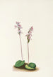 Orchis à feuilles rondes Orchis rotundifolia - Mary Vaux Walcott — weergave van het kunstwerk