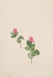 Rubus articus - Mary Vaux Walcott — weergave van het kunstwerk
