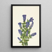 Gentiane à collerette Gentiana calycosa - Mary Vaux Walcott — ingelijst kunstwerk aan de muur